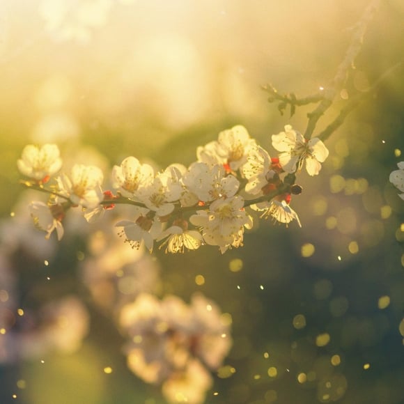 Flowers on a branch