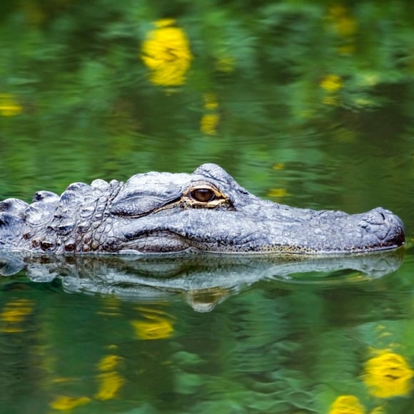 Aligator in water