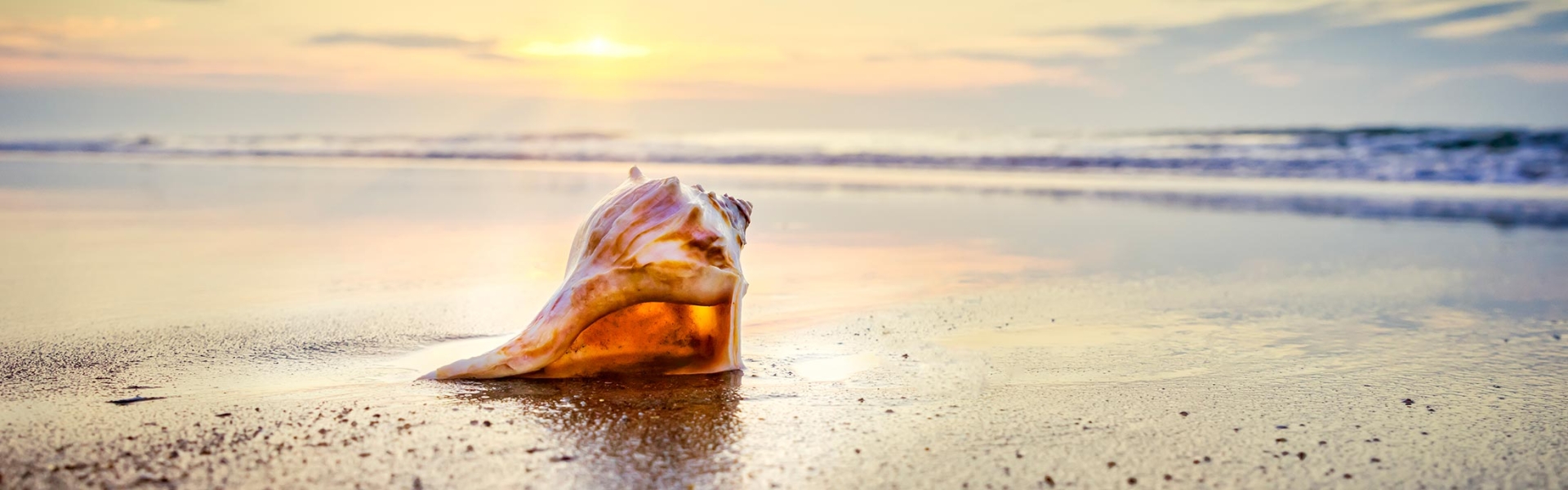 Conch Shell on beach