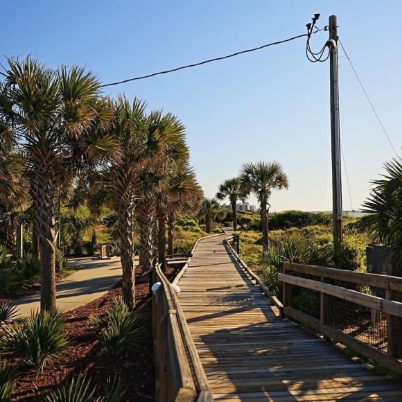 Boardwalk with Palm Trees