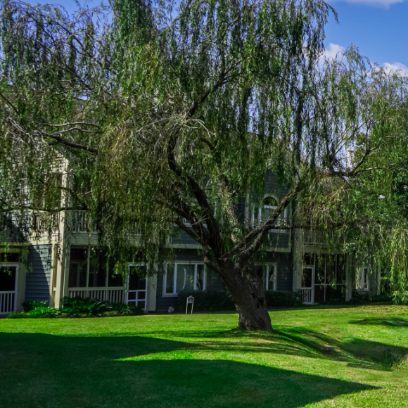 View of the Kingston villas and a large willow tree