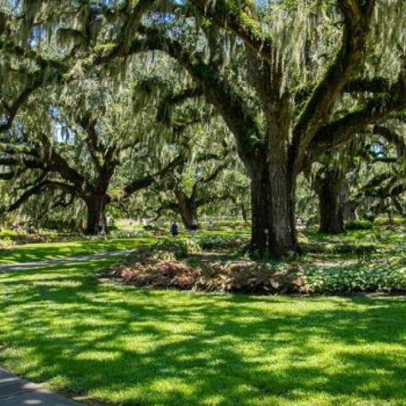Oaks-with-moss